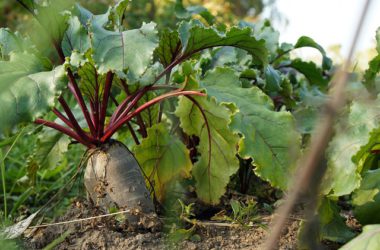 beetroot leaves juice