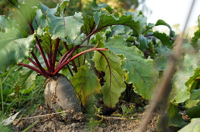 beetroot leaves juice